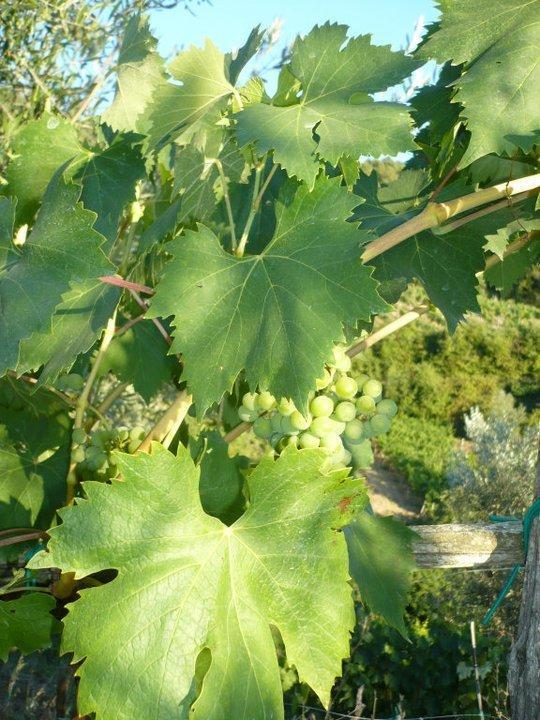 Agriturismo Poggio All'Olmo Vila Greve in Chianti Exterior foto