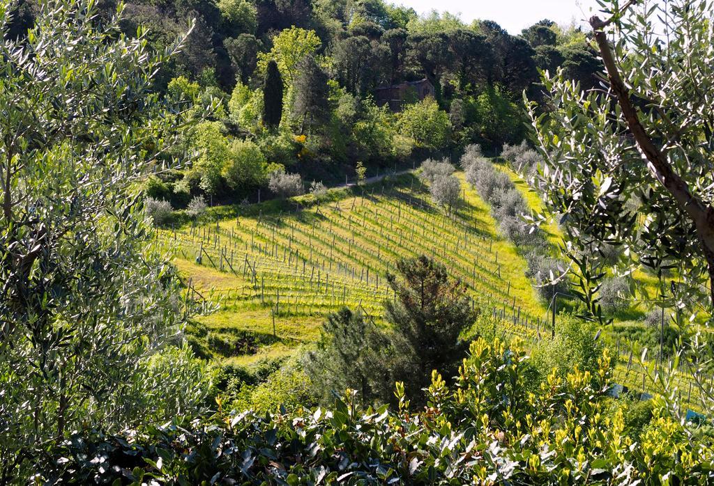 Agriturismo Poggio All'Olmo Vila Greve in Chianti Exterior foto